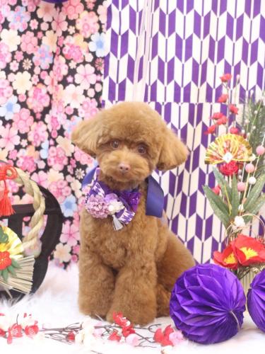 20250113くるるくん